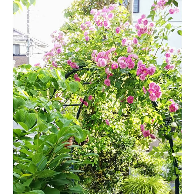 cotoriさんの実例写真