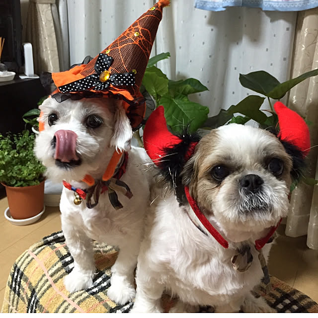 emiさんの実例写真