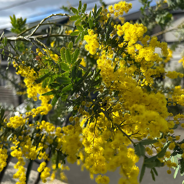 yu-chanさんの実例写真