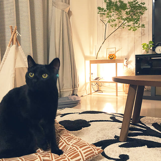 nekomiさんの実例写真