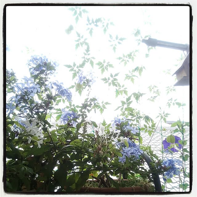 VERANDARJUNさんの実例写真