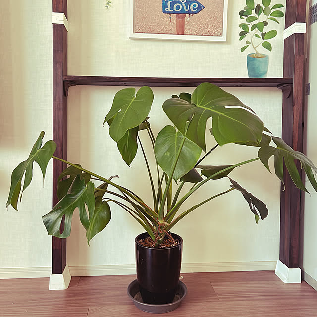 kananaさんの実例写真