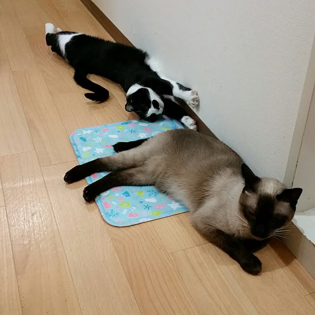chatnoirさんの実例写真