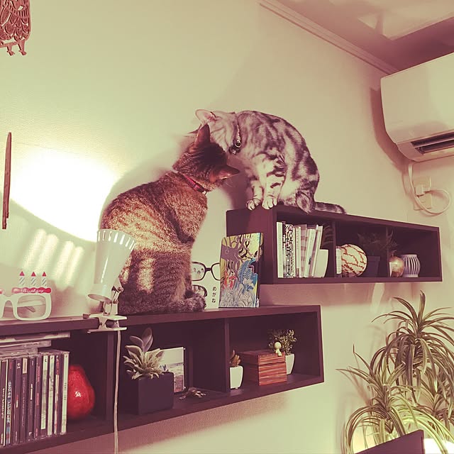nono87さんの実例写真