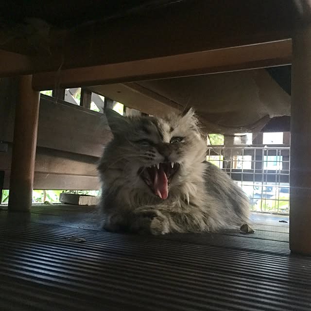 butachanさんの実例写真