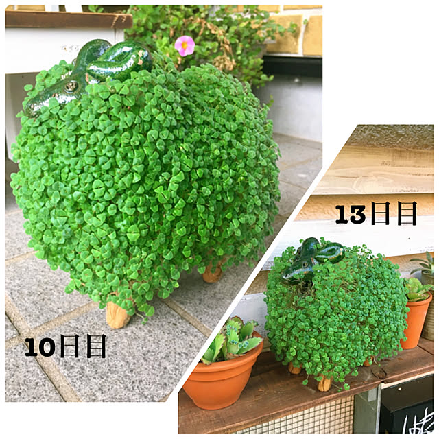 cactus0610さんの実例写真