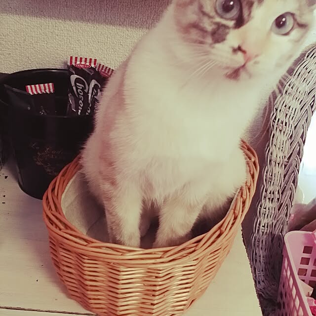 miuutheaさんの実例写真