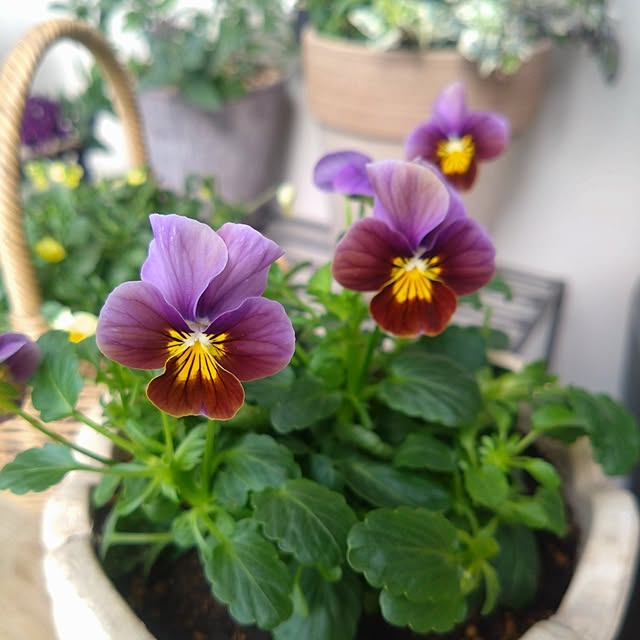 kerochanさんの部屋