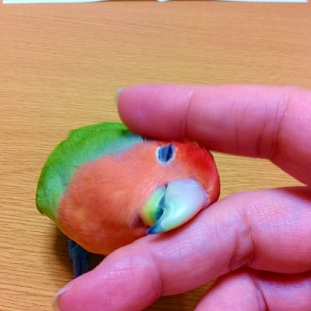 madokaさんの実例写真