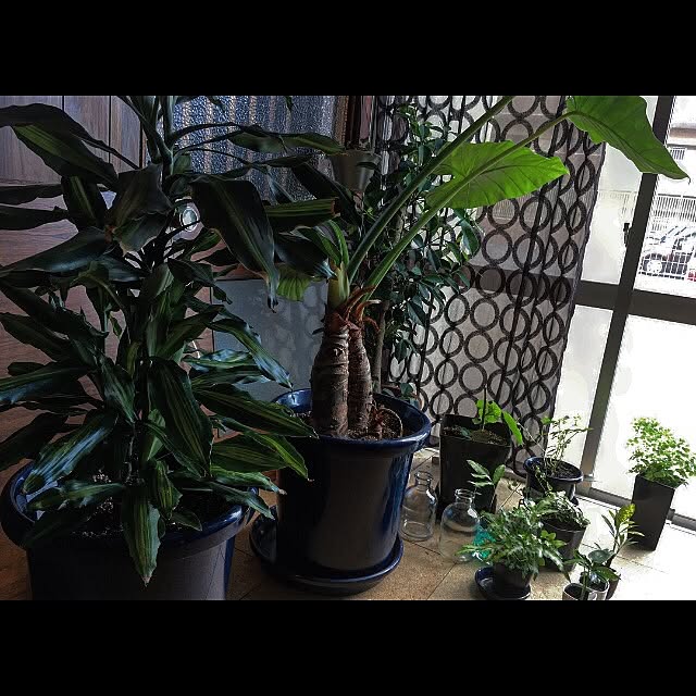 midoriさんの実例写真