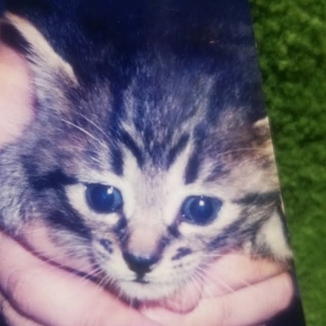 kittenblueさんの実例写真