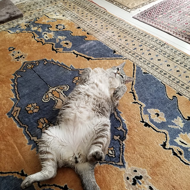 neoさんの実例写真