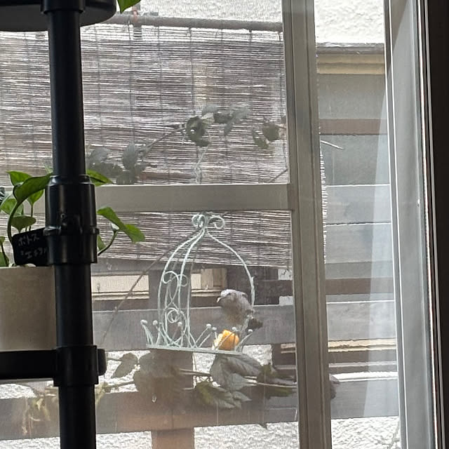 greycatsさんの部屋