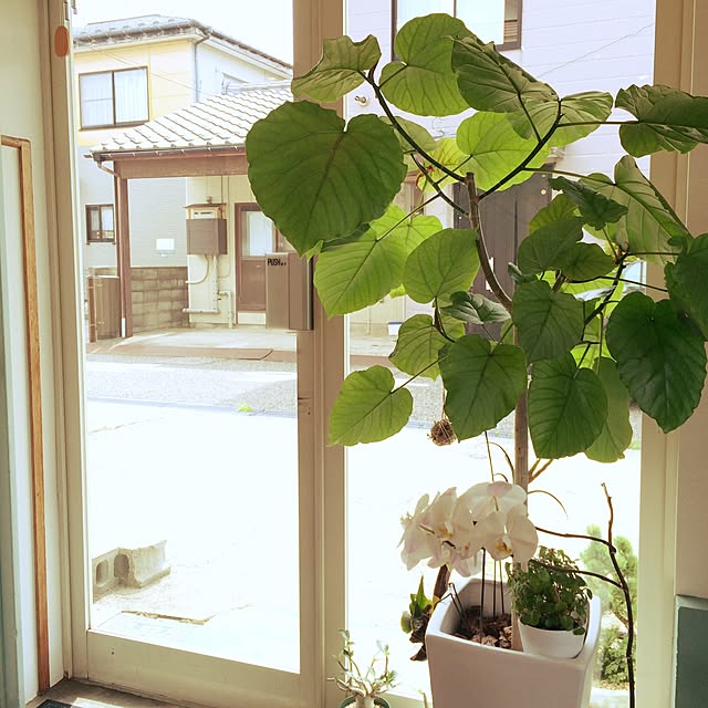 uresikaさんの実例写真