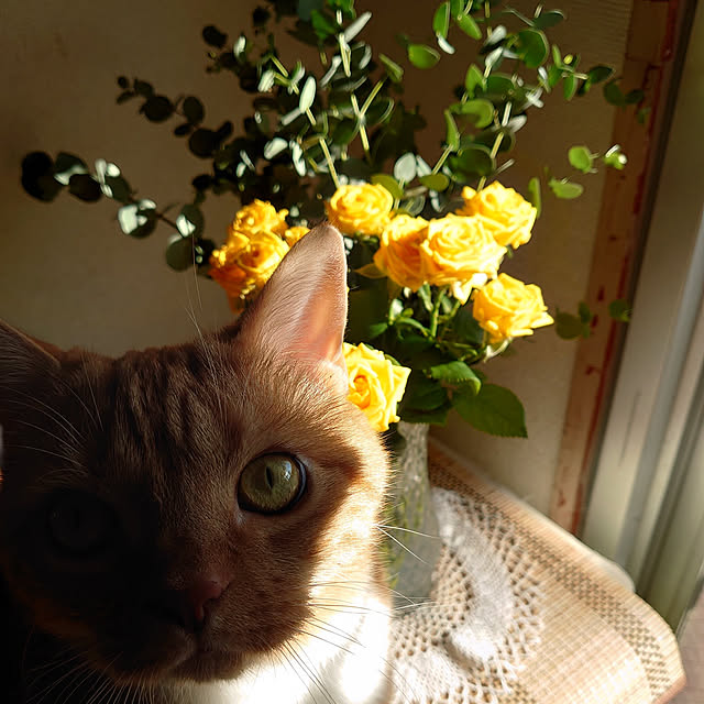 toramamaさんの実例写真