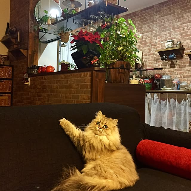 butachanさんの実例写真