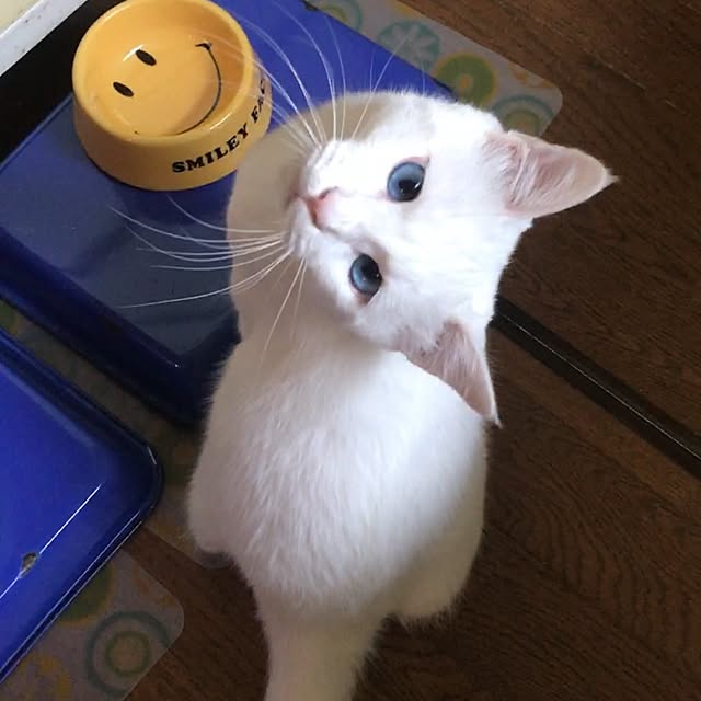 nyanko-beamさんの実例写真