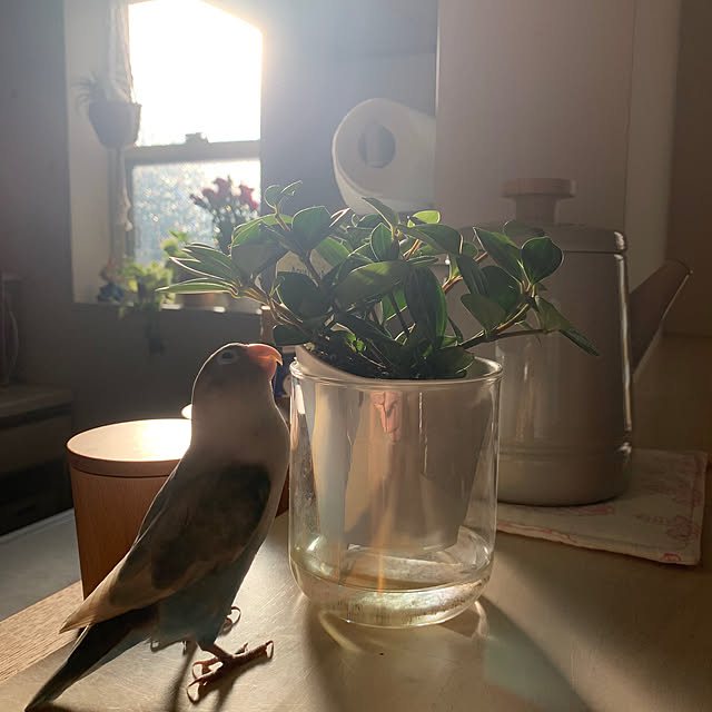 sakiさんの実例写真