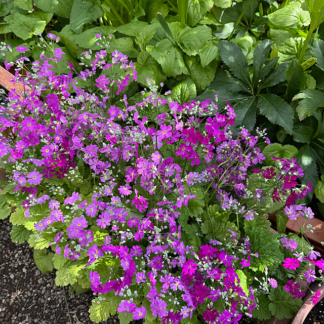 mamizaさんの部屋