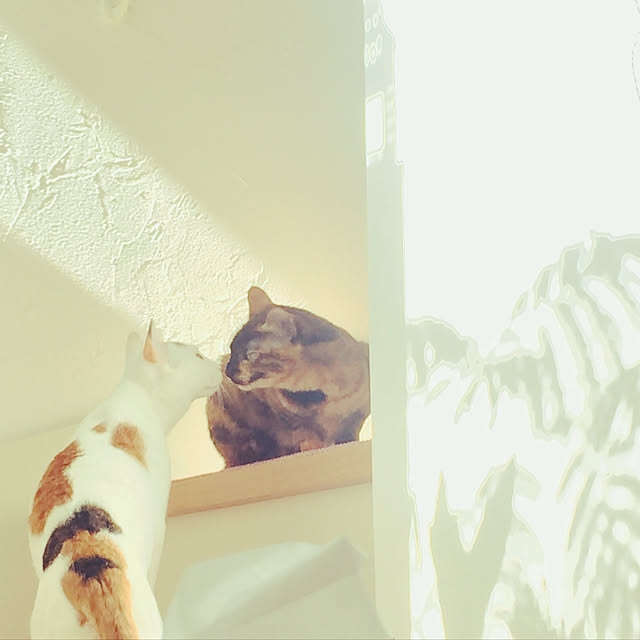 Tanukoさんの実例写真