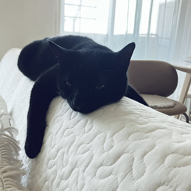 nekomiさんの部屋
