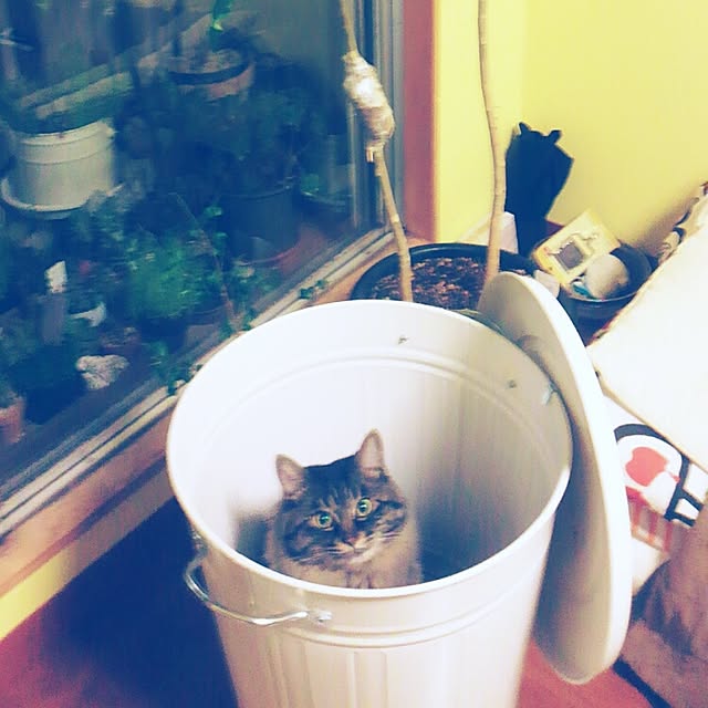 Chelseaさんの実例写真
