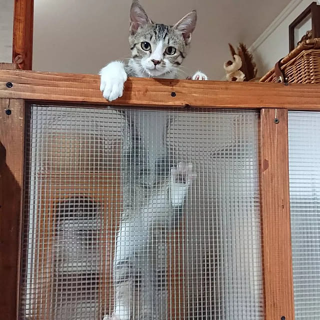 f19fv36.aiさんの実例写真