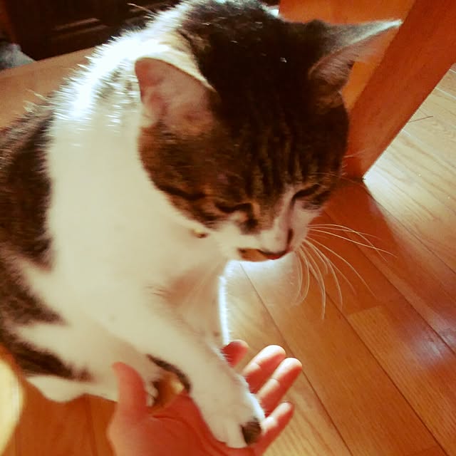 実例写真