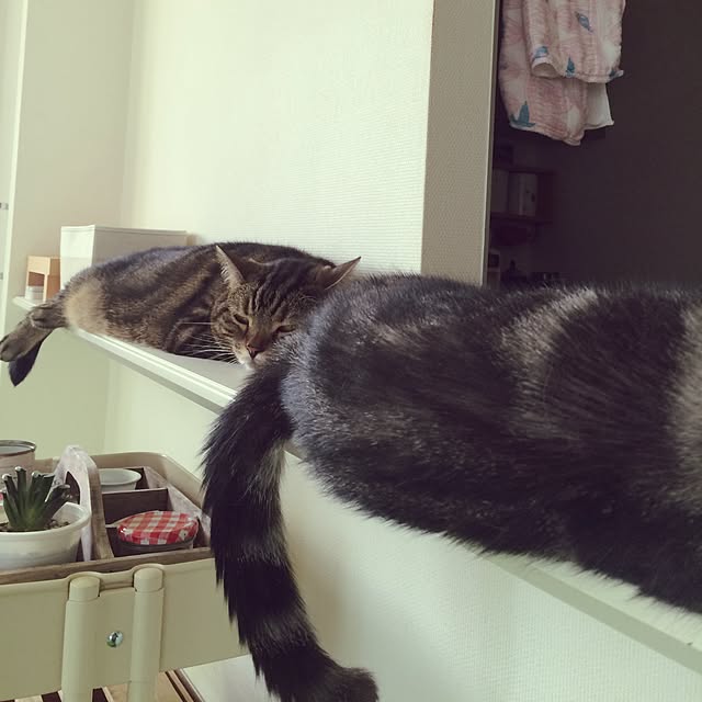 mikomaruさんの実例写真