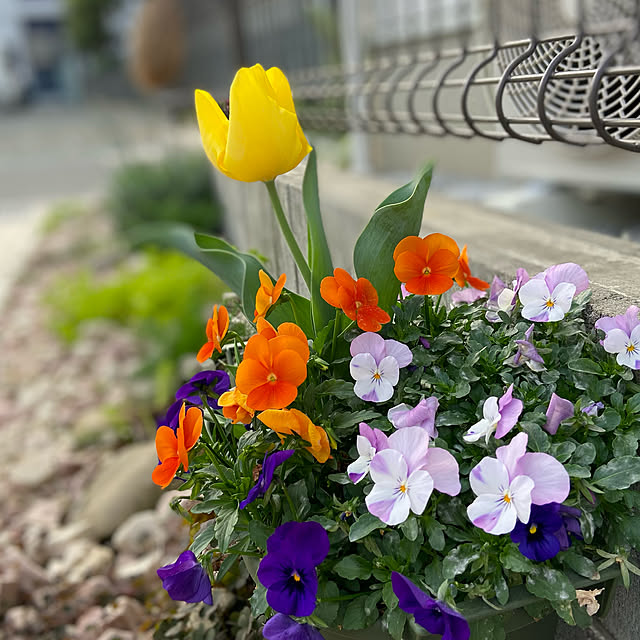 ippu0303Karinさんの実例写真