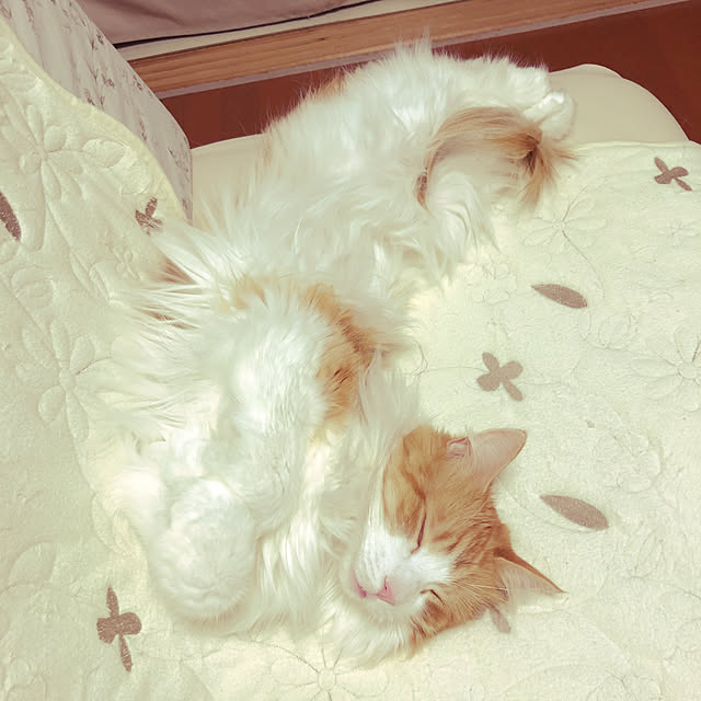 uchidaizuさんの実例写真