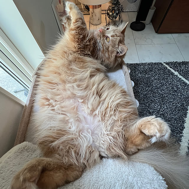 beanさんの実例写真