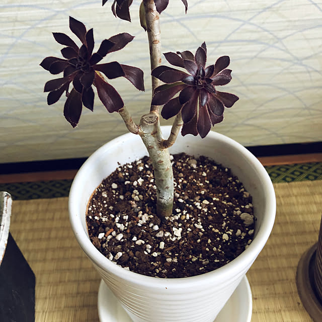 hanachanさんの部屋