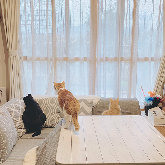 Tomoeさんの実例写真