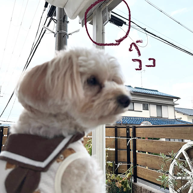 chachamamaさんの部屋