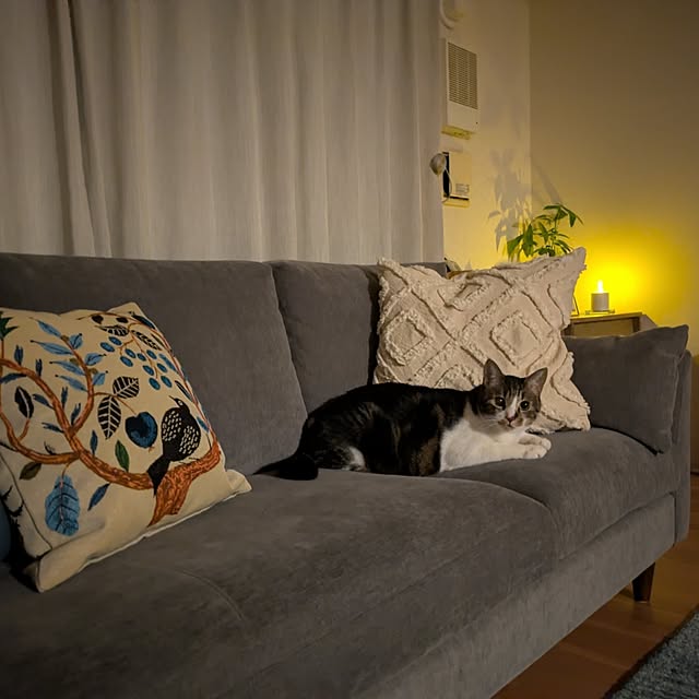 おうち時間/猫と暮らす/猫のいる風景/すっきり暮らしたい/子供のいる暮らし...などのインテリア実例 - 2026-03-05 21:20:10