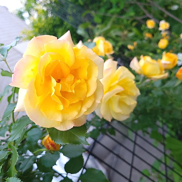 mimi828さんの実例写真