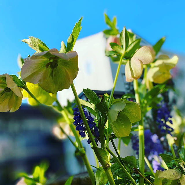 moainanoさんの部屋