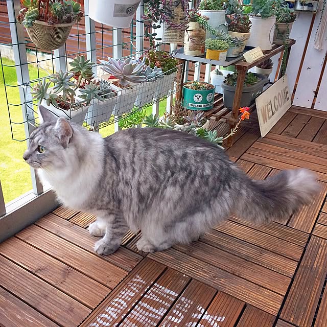 ayu__mamanさんの実例写真
