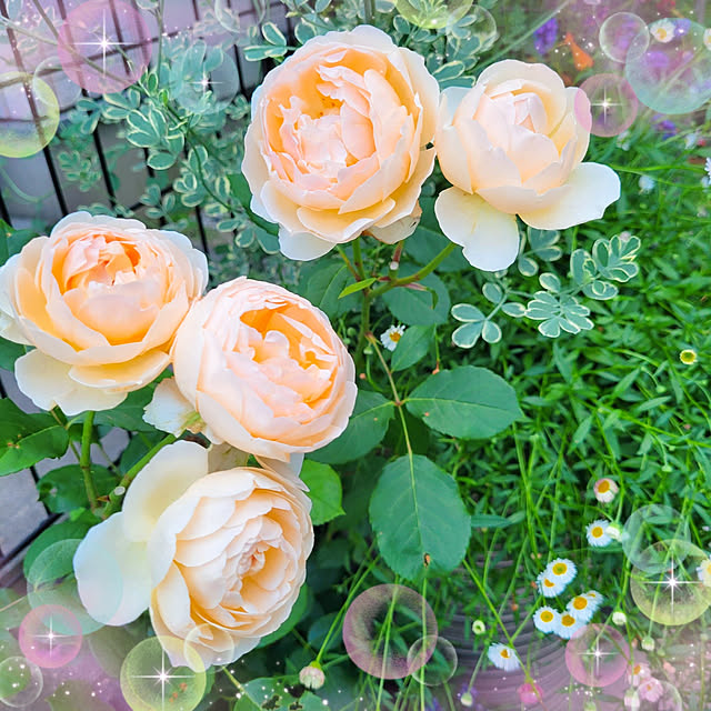 mimi828さんの実例写真