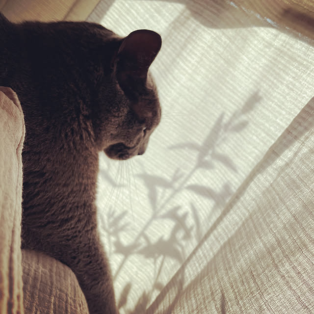 leaさんの実例写真