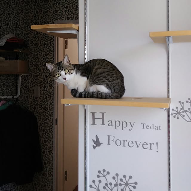 Gomaさんの実例写真