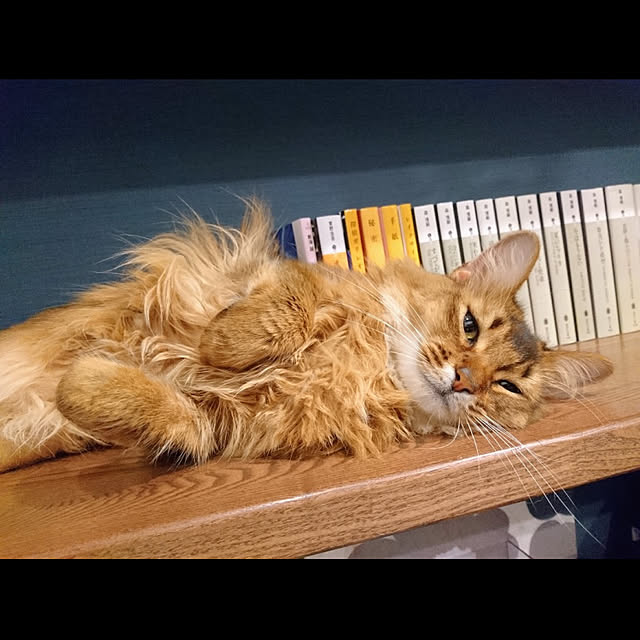 malmさんの実例写真