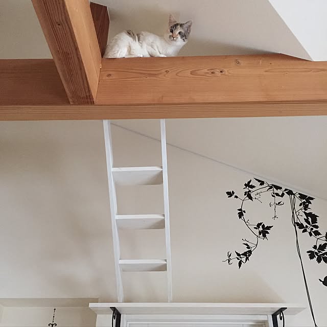 ivoryさんの実例写真