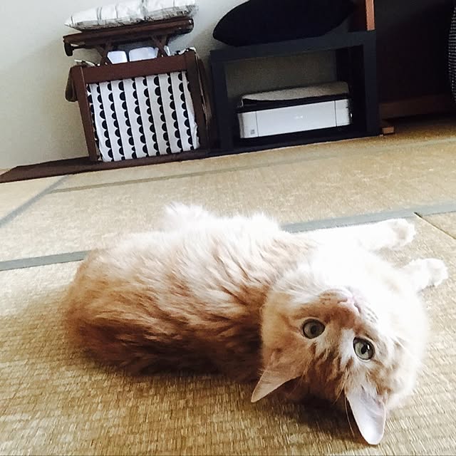Ryokoさんの実例写真