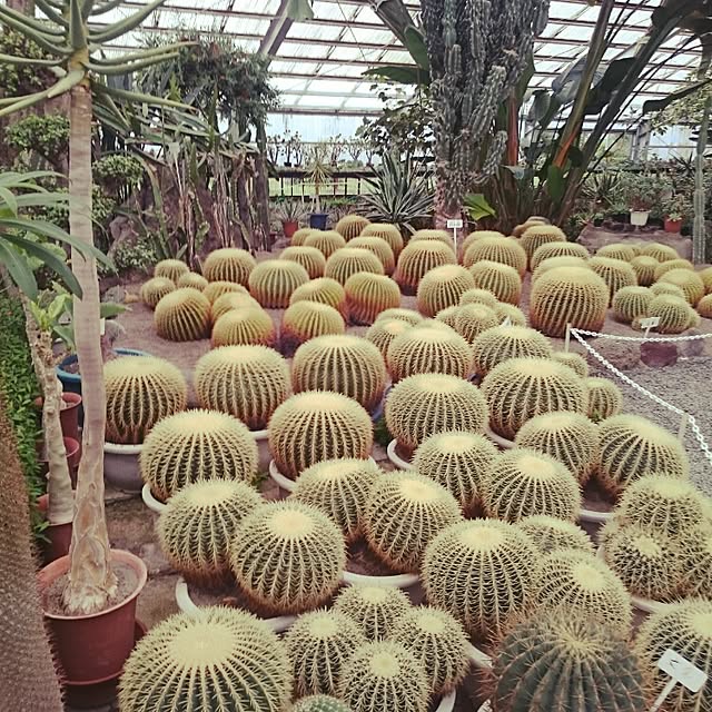 kaimamさんの実例写真