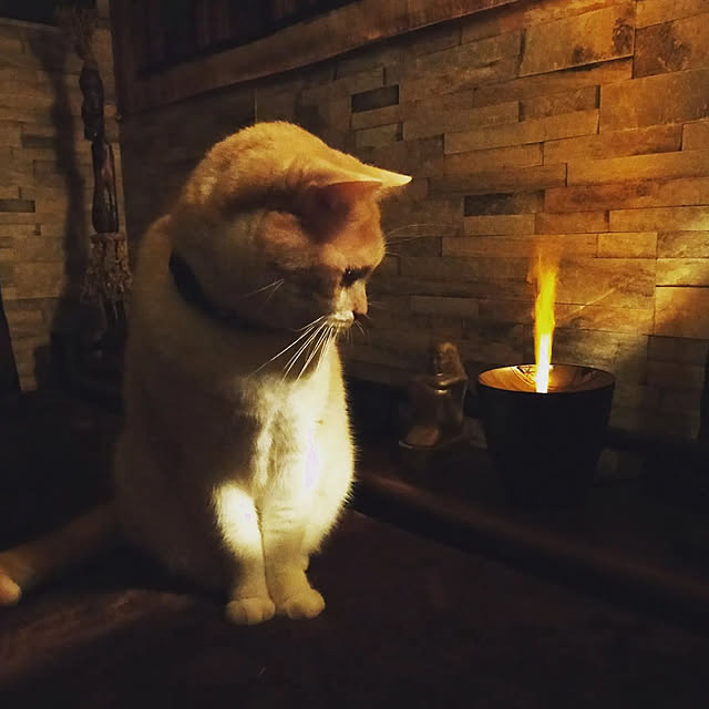 kobakissaさんの実例写真