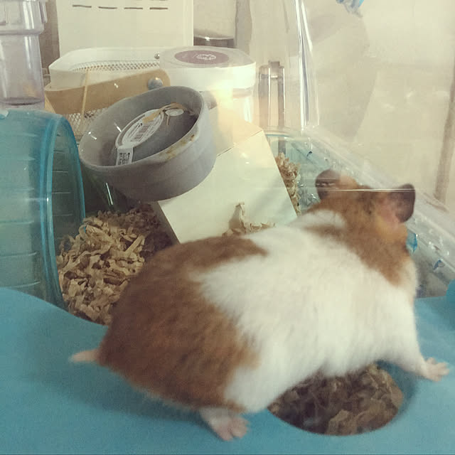 ohanaさんの実例写真