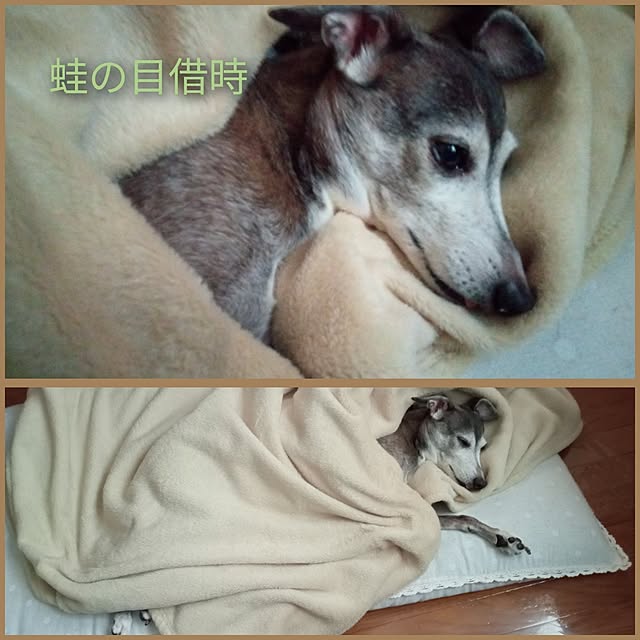 moruさんの部屋