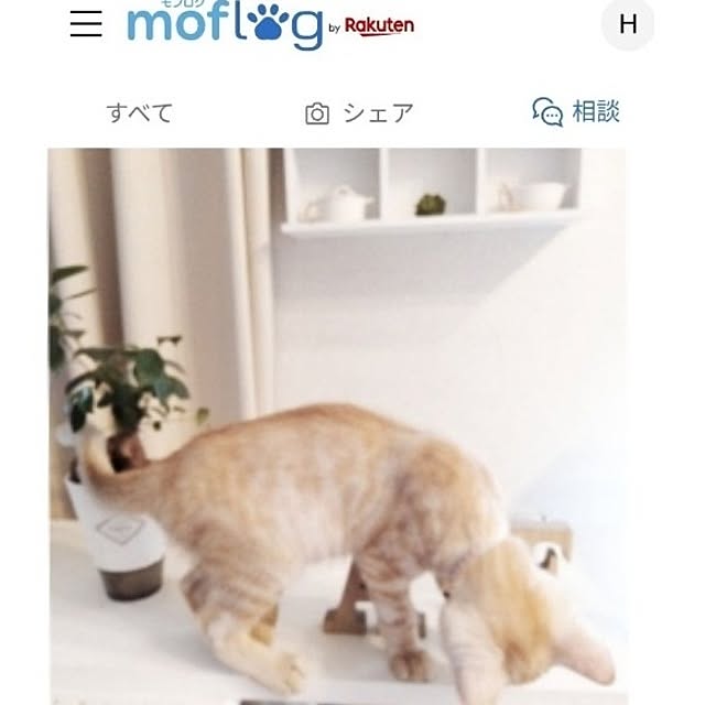 heart.emiemi57.whiteさんの実例写真